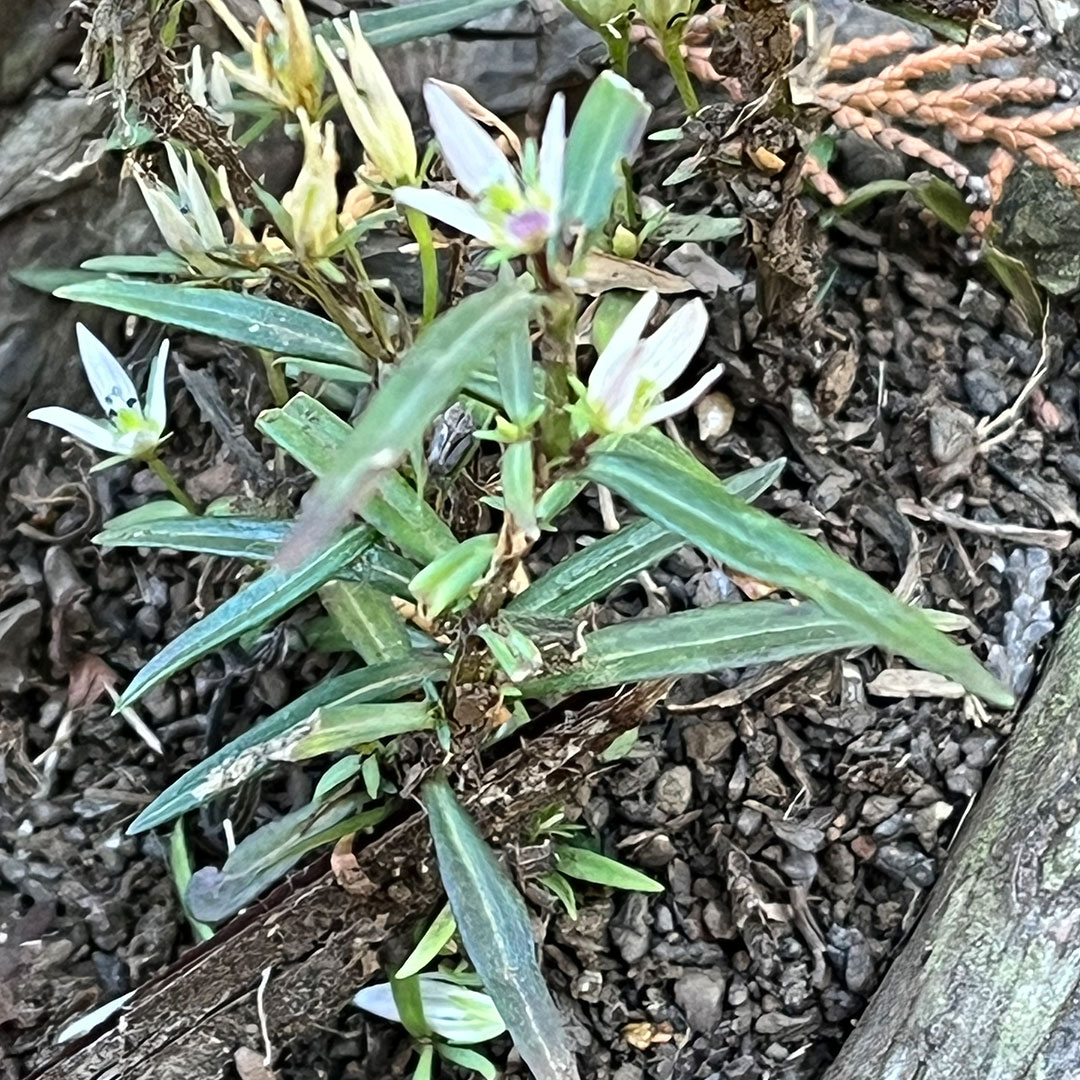 センブリ（全体）