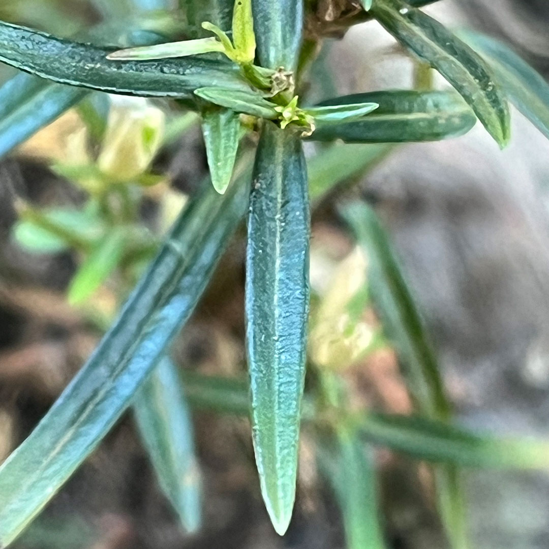 センブリ（葉）