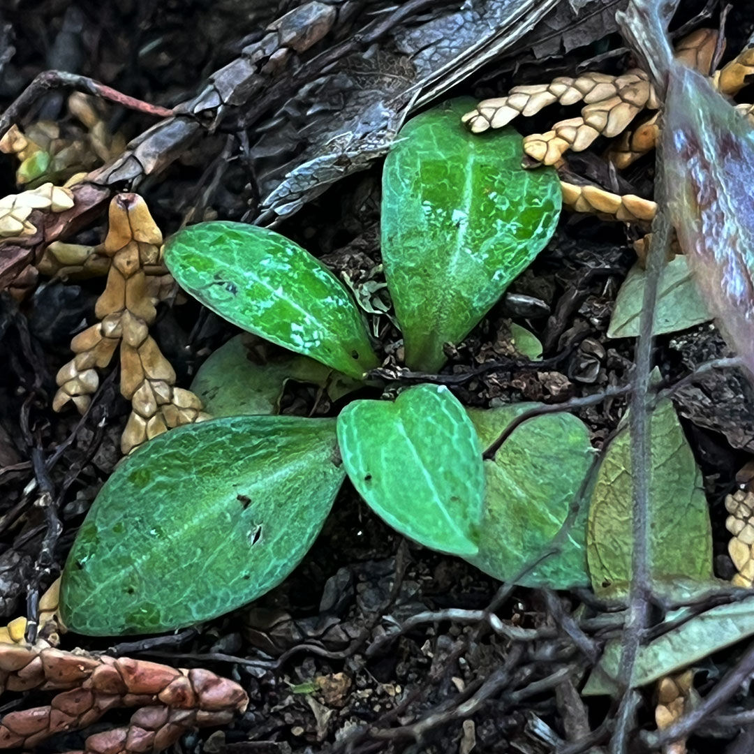 センブリ（ロゼット）