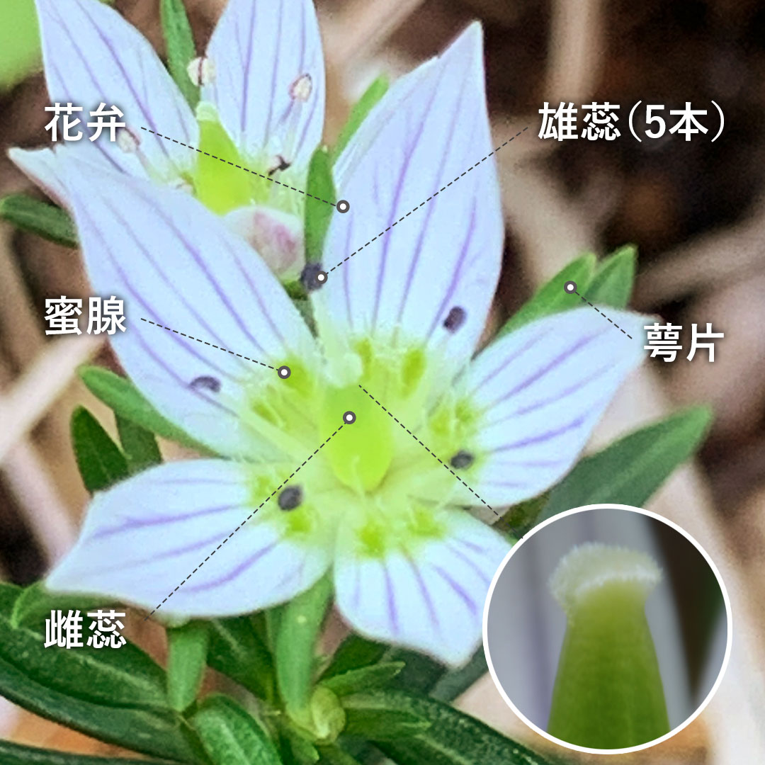 センブリ（花）