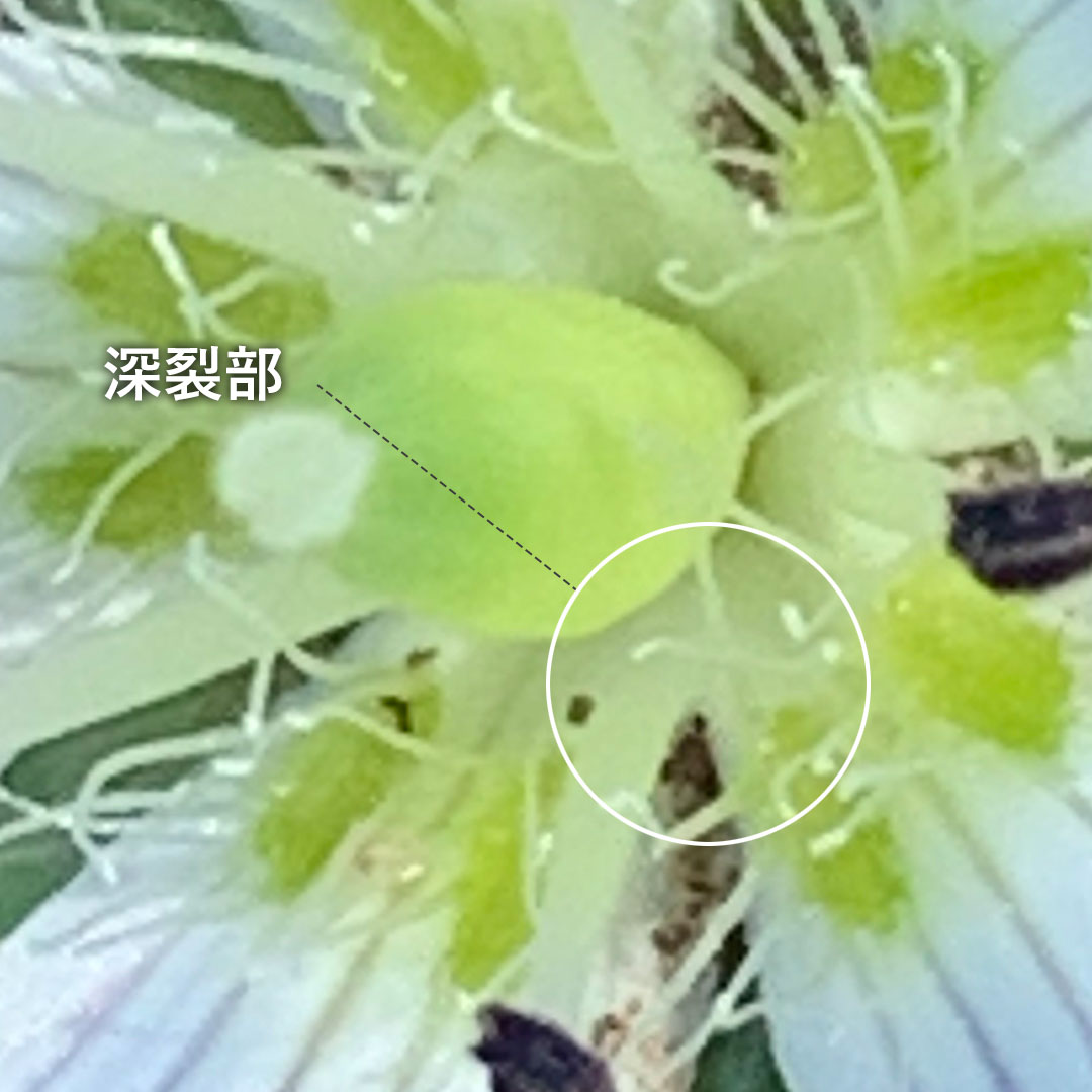 センブリ（花）