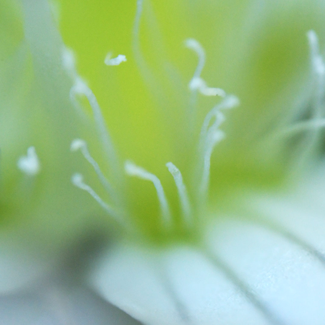 センブリ（縁毛状付属体）