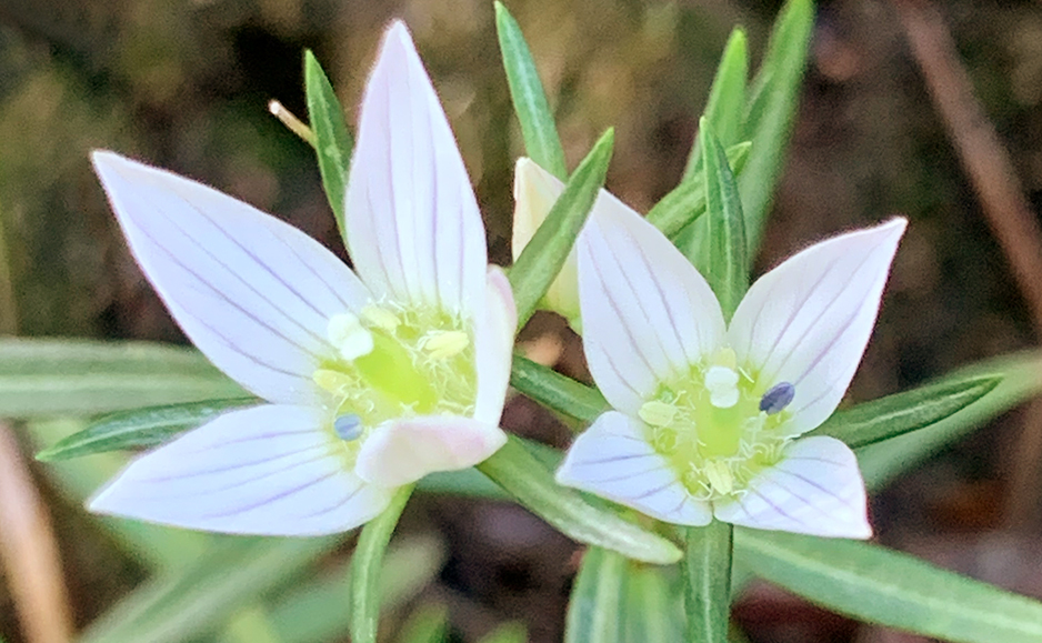 センブリ（花）