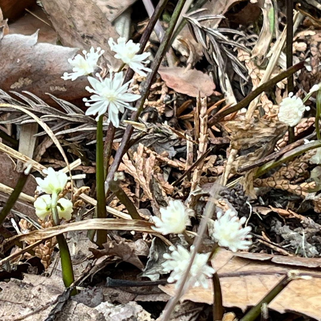 セリバオウレン（全体）