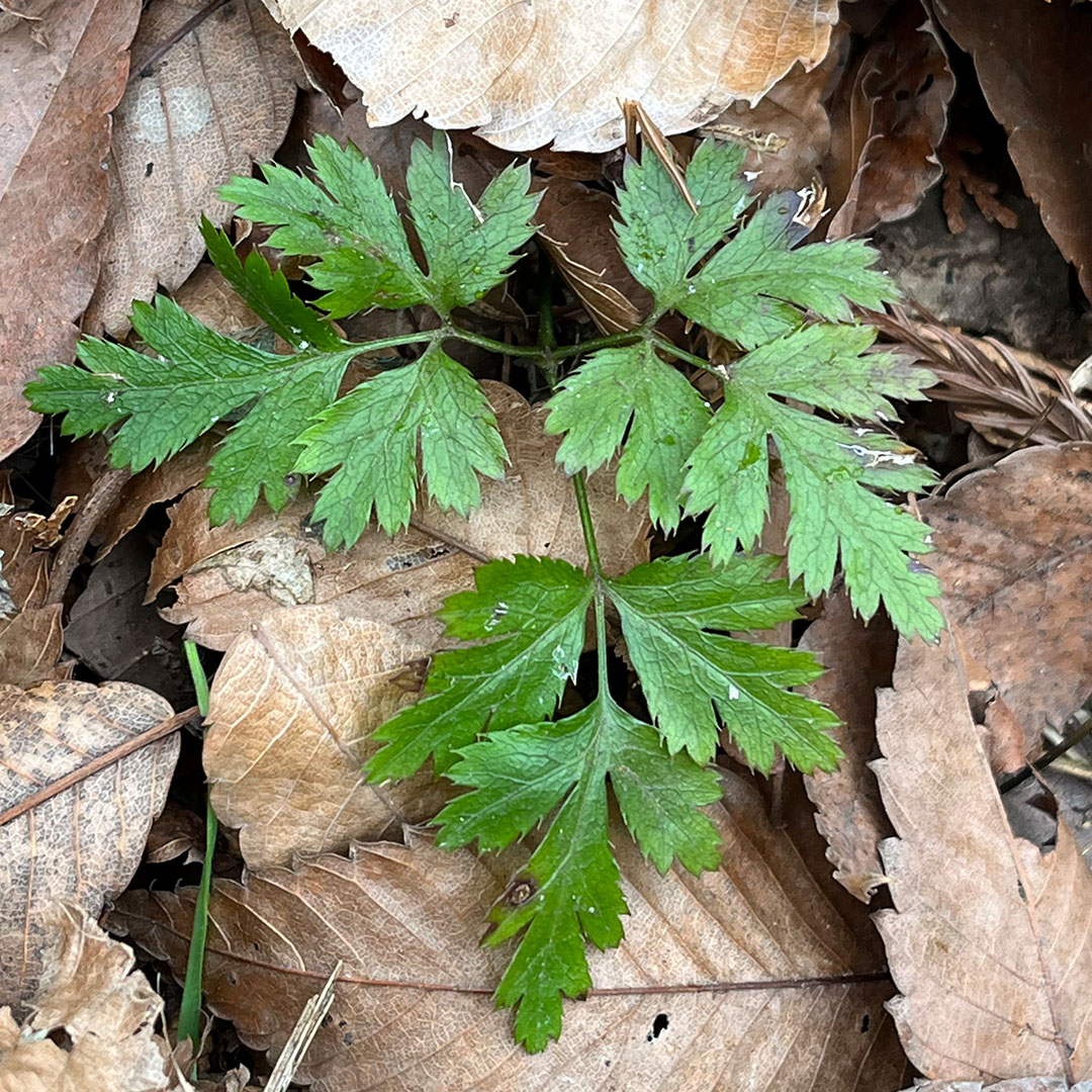 セリバオウレン（根生葉）