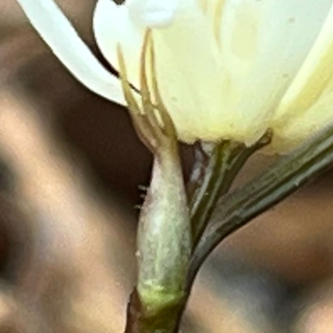 セリバオウレン（苞葉）