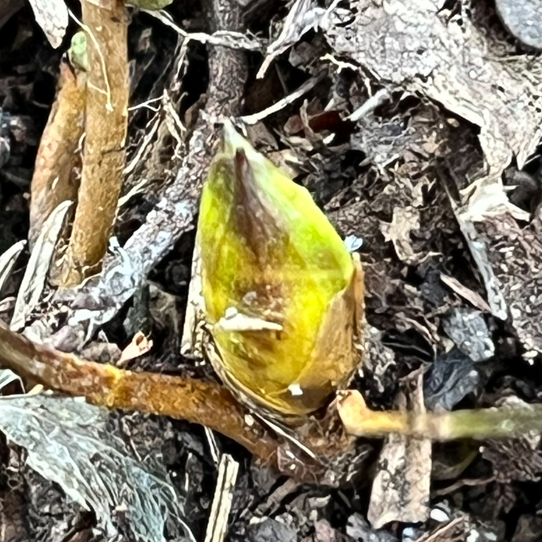 セリバオウレン（更新芽）