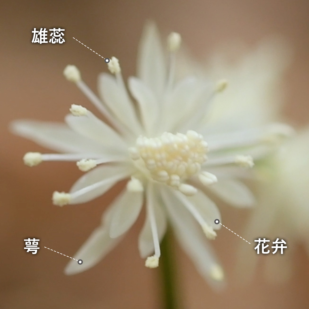 セリバオウレン花（雄花）