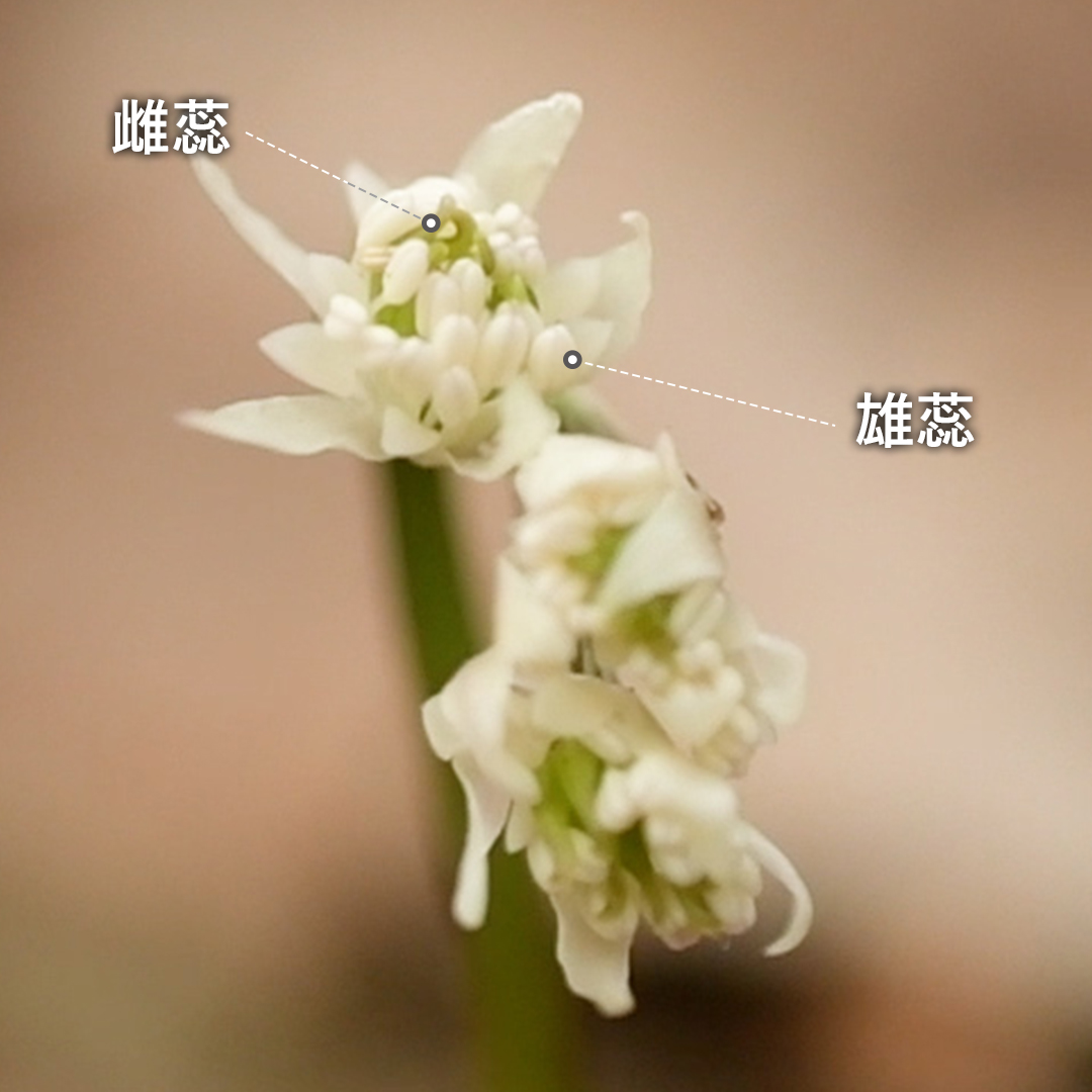 セリバオウレン花（両性花）