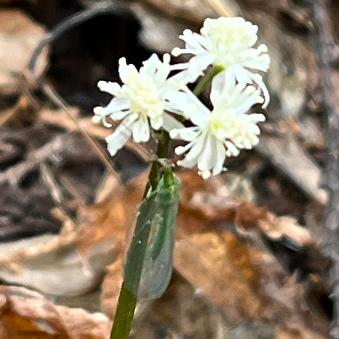 セリバオウレン（訪花昆虫）