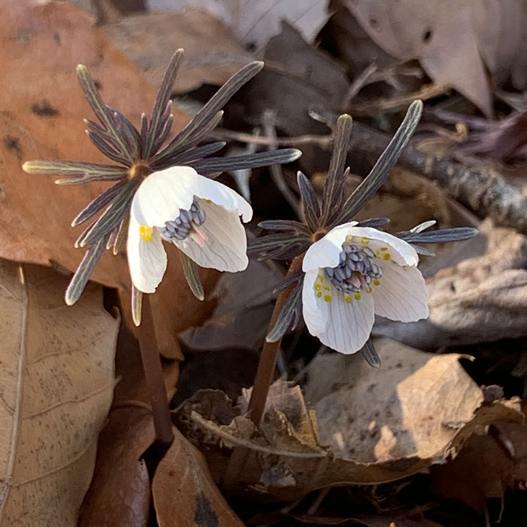 セツブンソウ(全体)