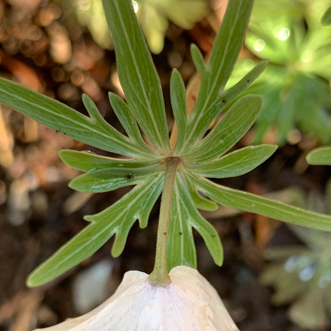 セツブンソウ(総苞葉)