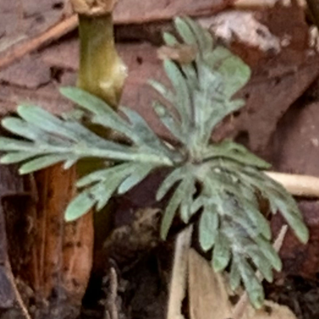 セツブンソウ(根生葉)