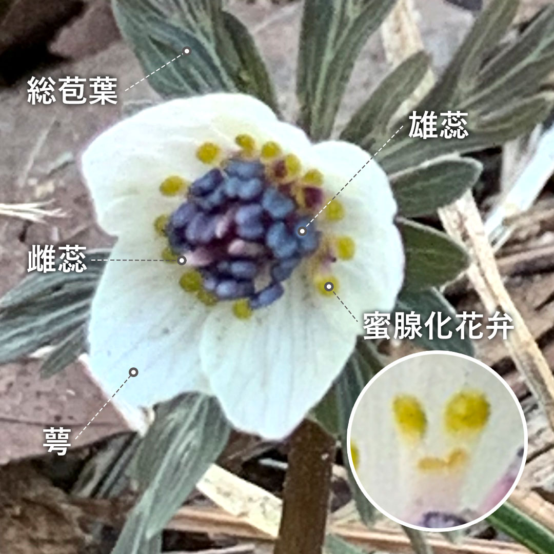 セツブンソウ(花)