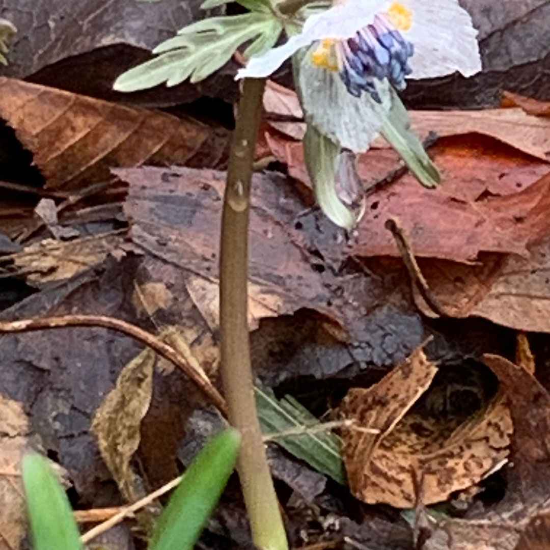 セツブンソウ(花茎)