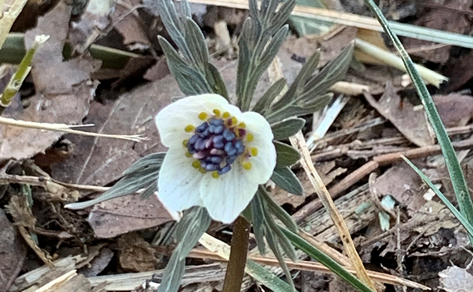 セツブンソウ（花）