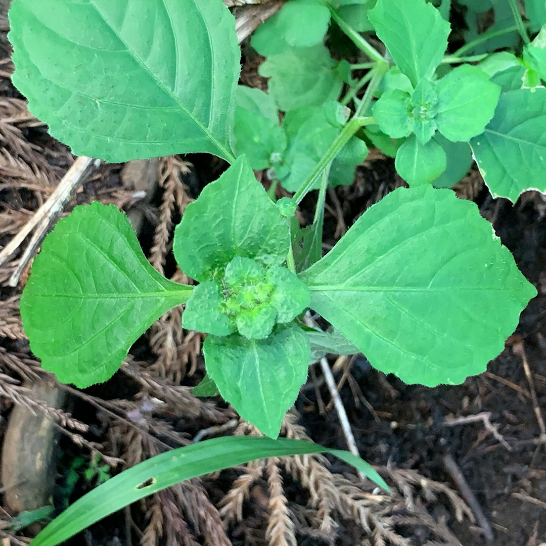 スズムシバナ(葉)