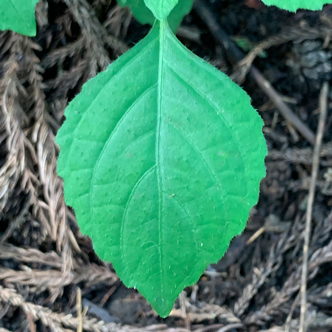 スズムシバナ(葉)