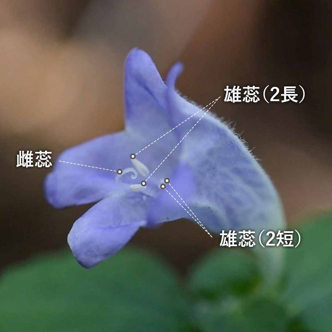 スズムシバナ(花)