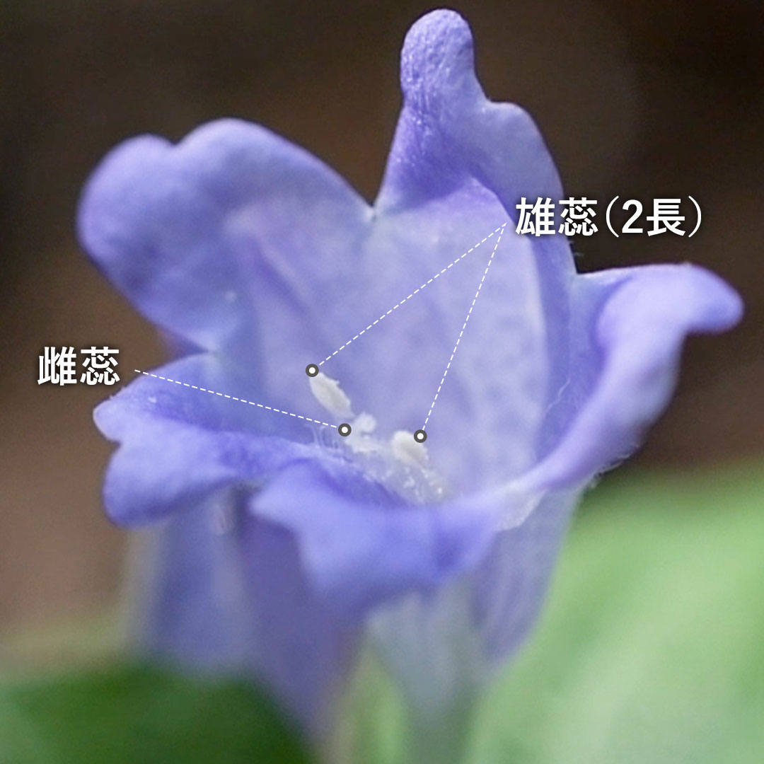 スズムシバナ(花)