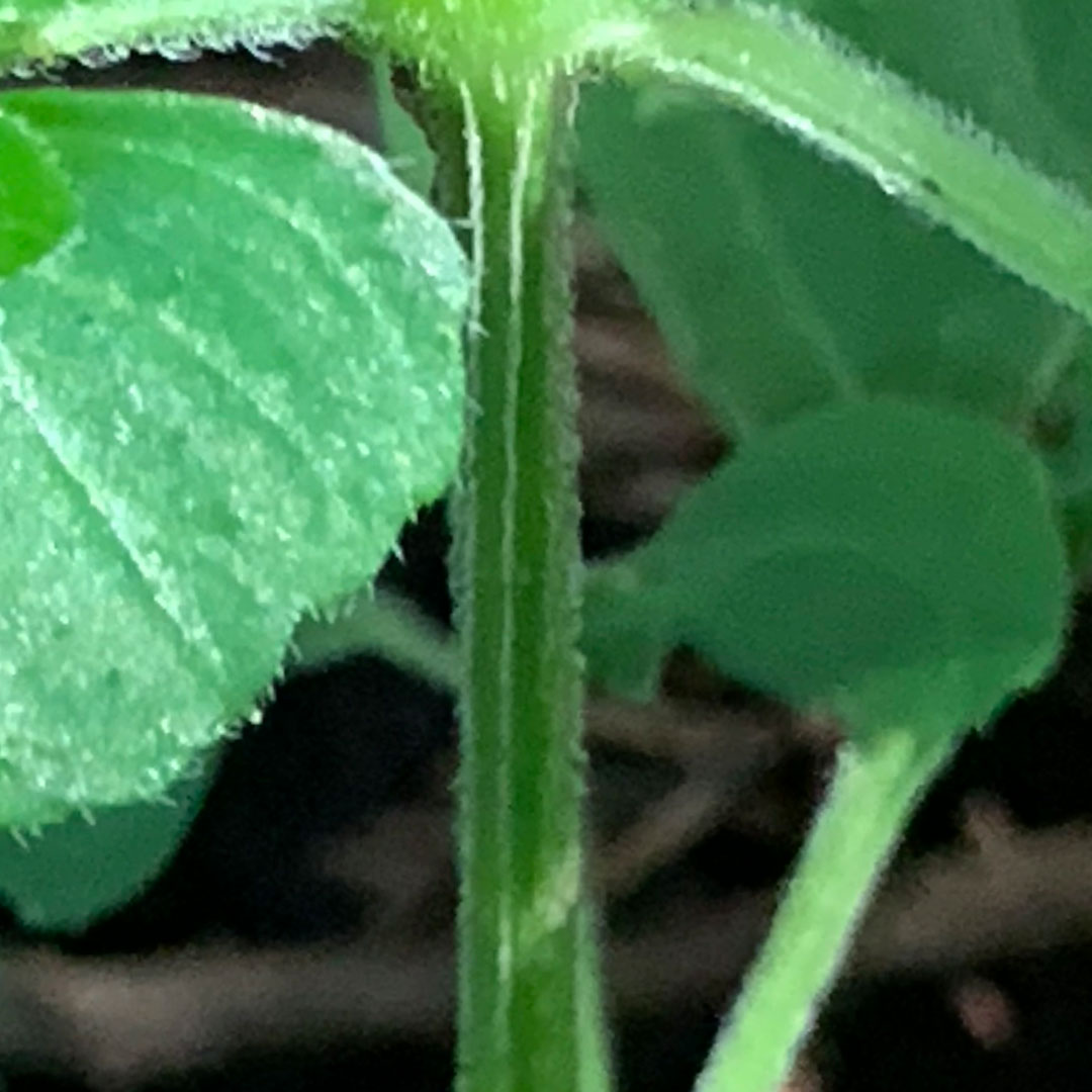 スズムシバナ(茎)