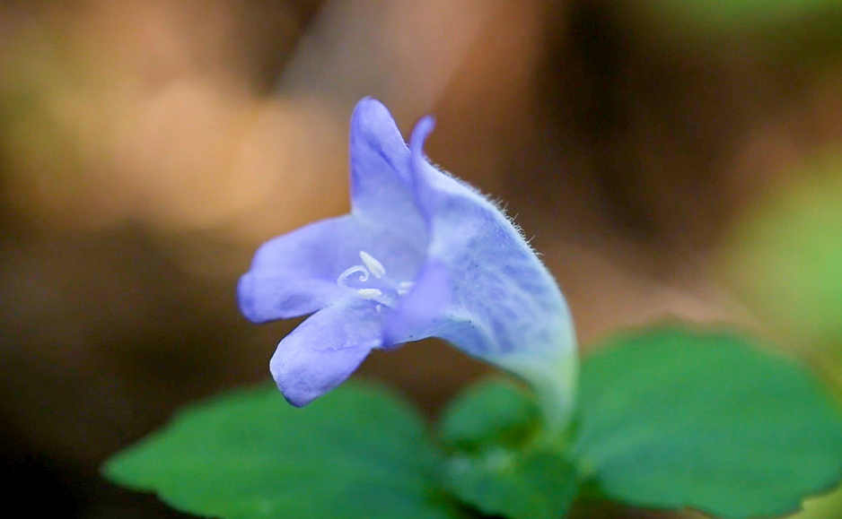 スズムシバナ（花）
