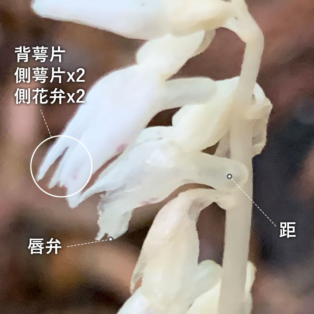 タシロラン（花）