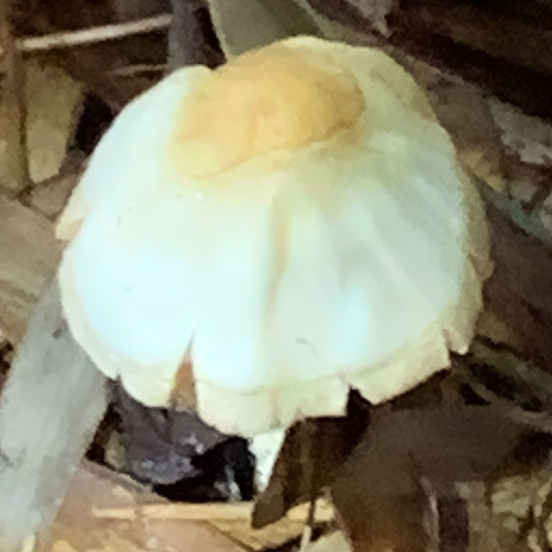 タシロラン（オオシロカラカサタケ？）