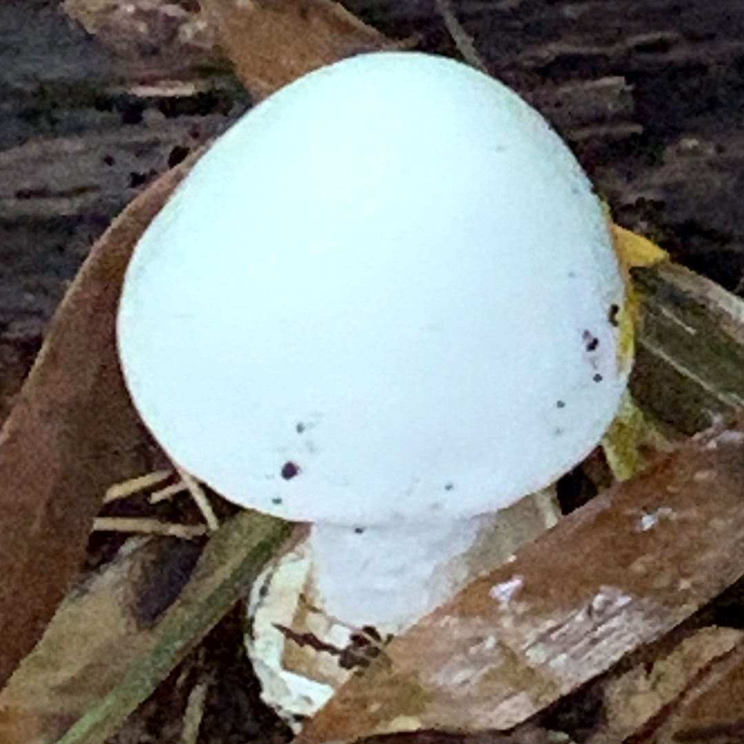 タシロラン（ドクツルタケ？）