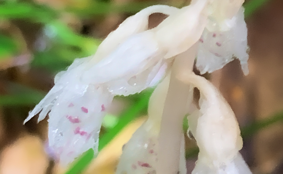 タシロラン（花）