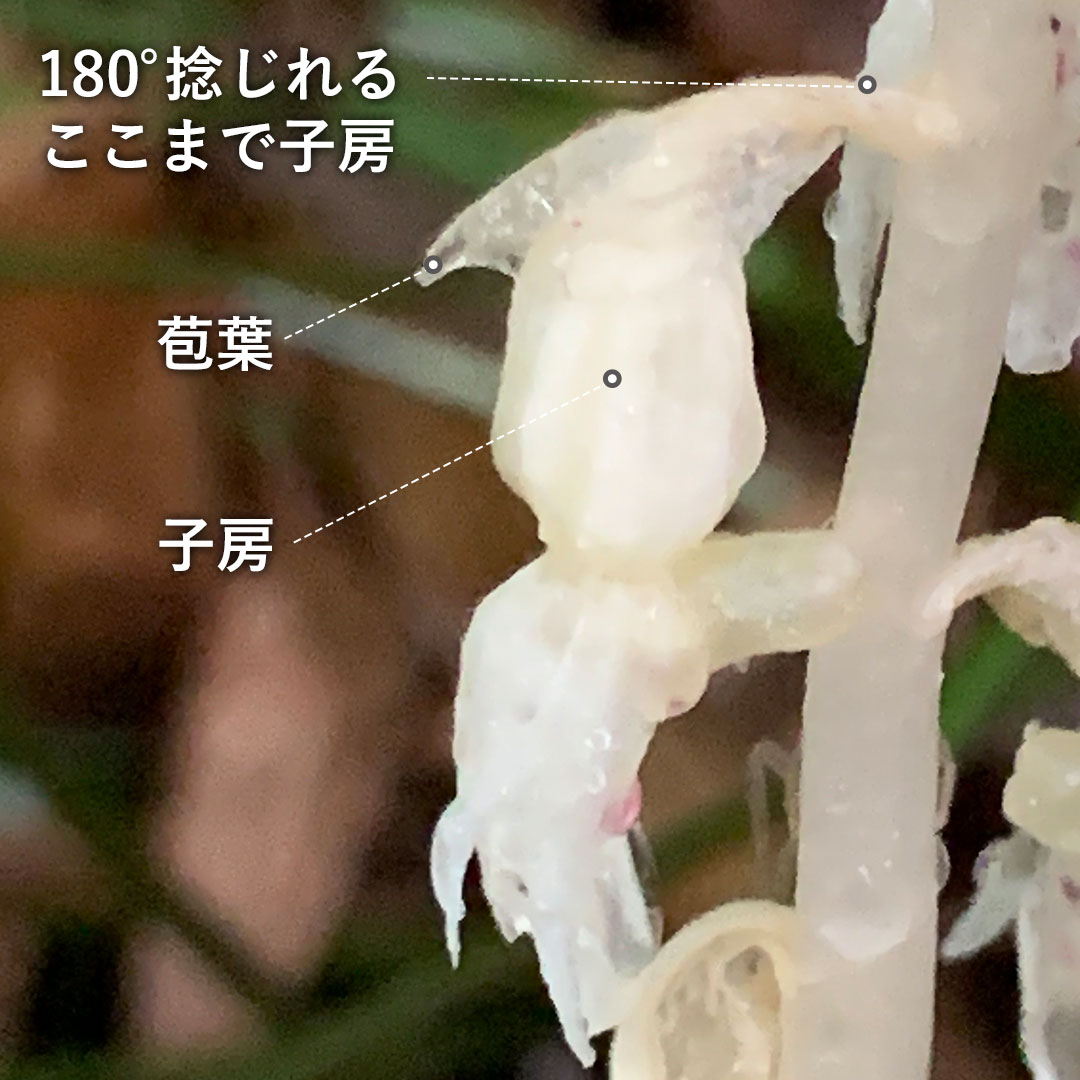 タシロラン（子房）