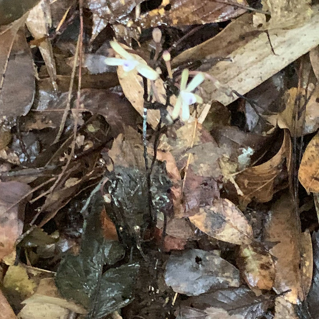 トサノクロムヨウラン（全体）