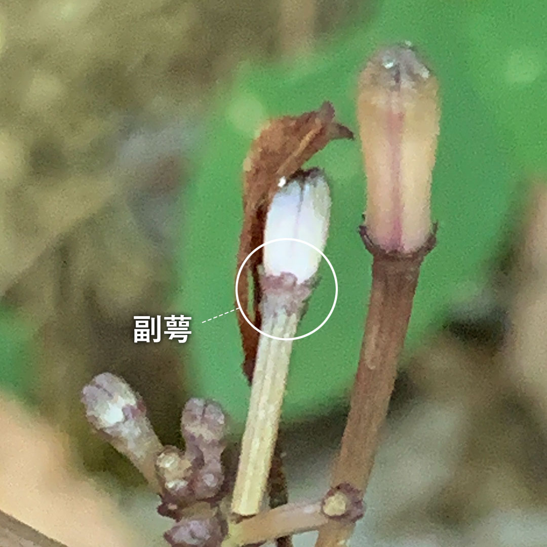 トサノクロムヨウラン（副萼）