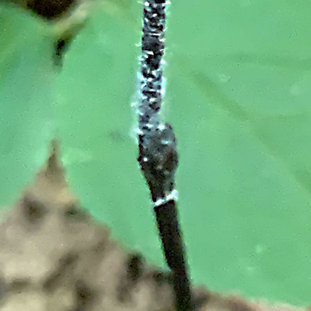 トサノクロムヨウラン（葉）