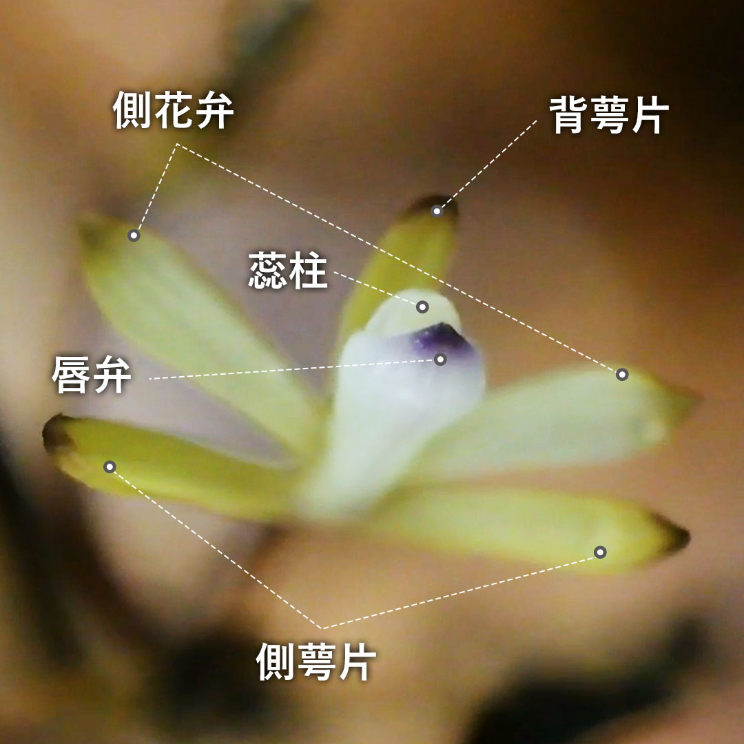 トサノクロムヨウラン（花）