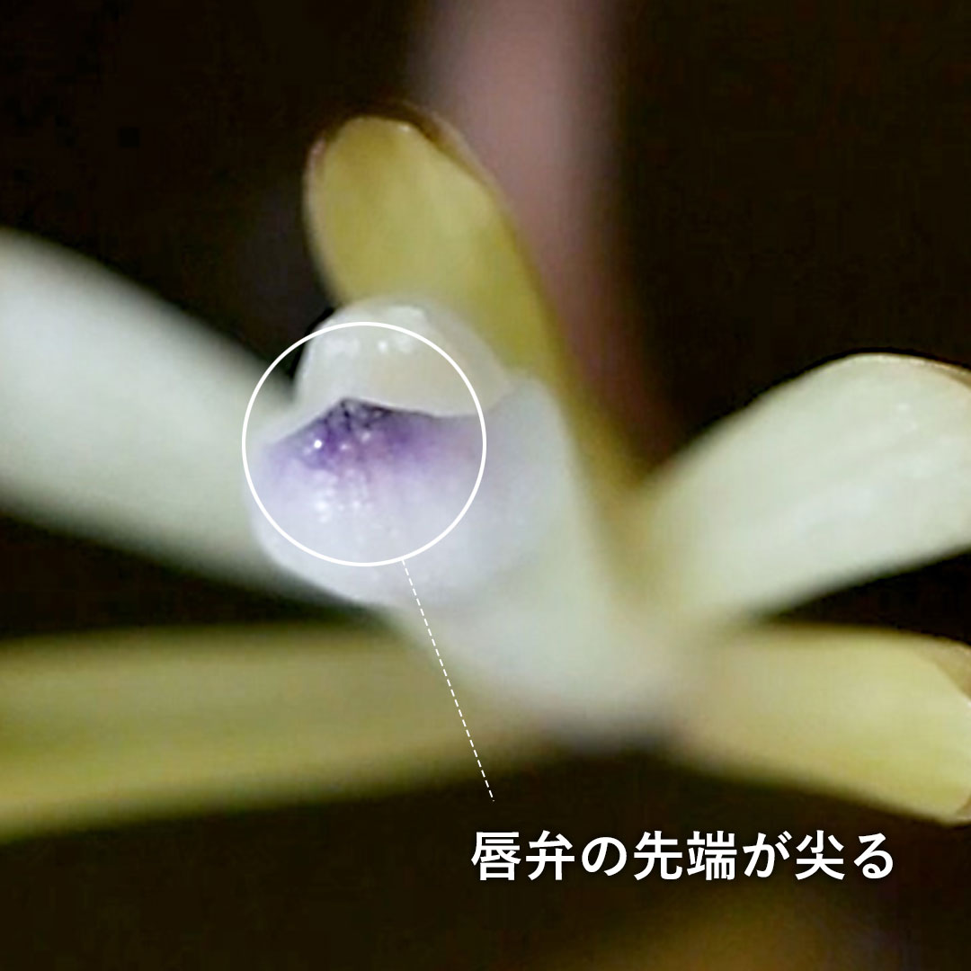 トサノクロムヨウラン（唇弁）