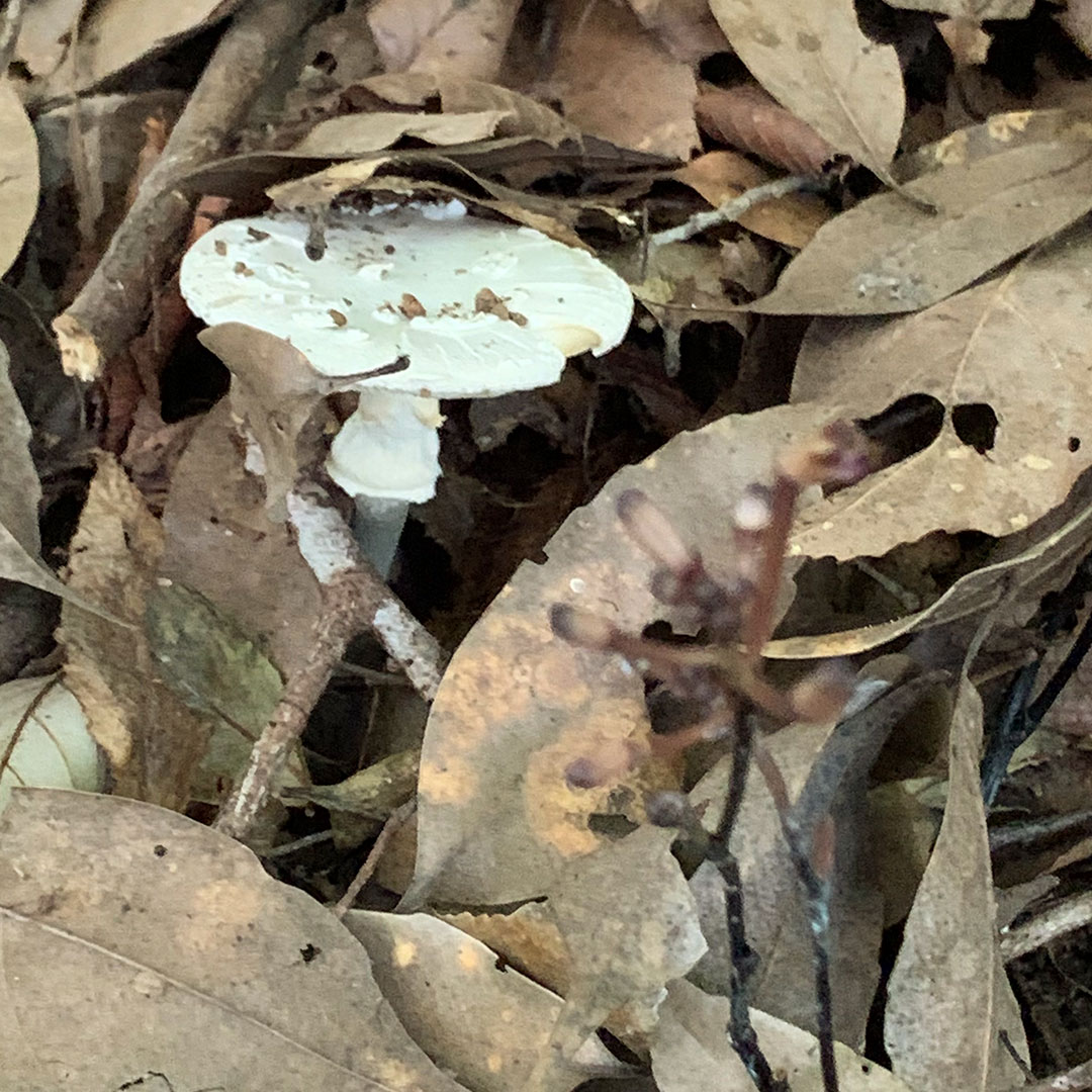 トサノクロムヨウラン（菌類）