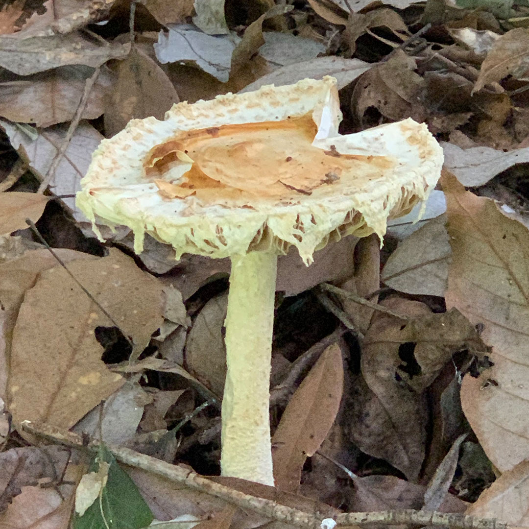 トサノクロムヨウラン（菌類）