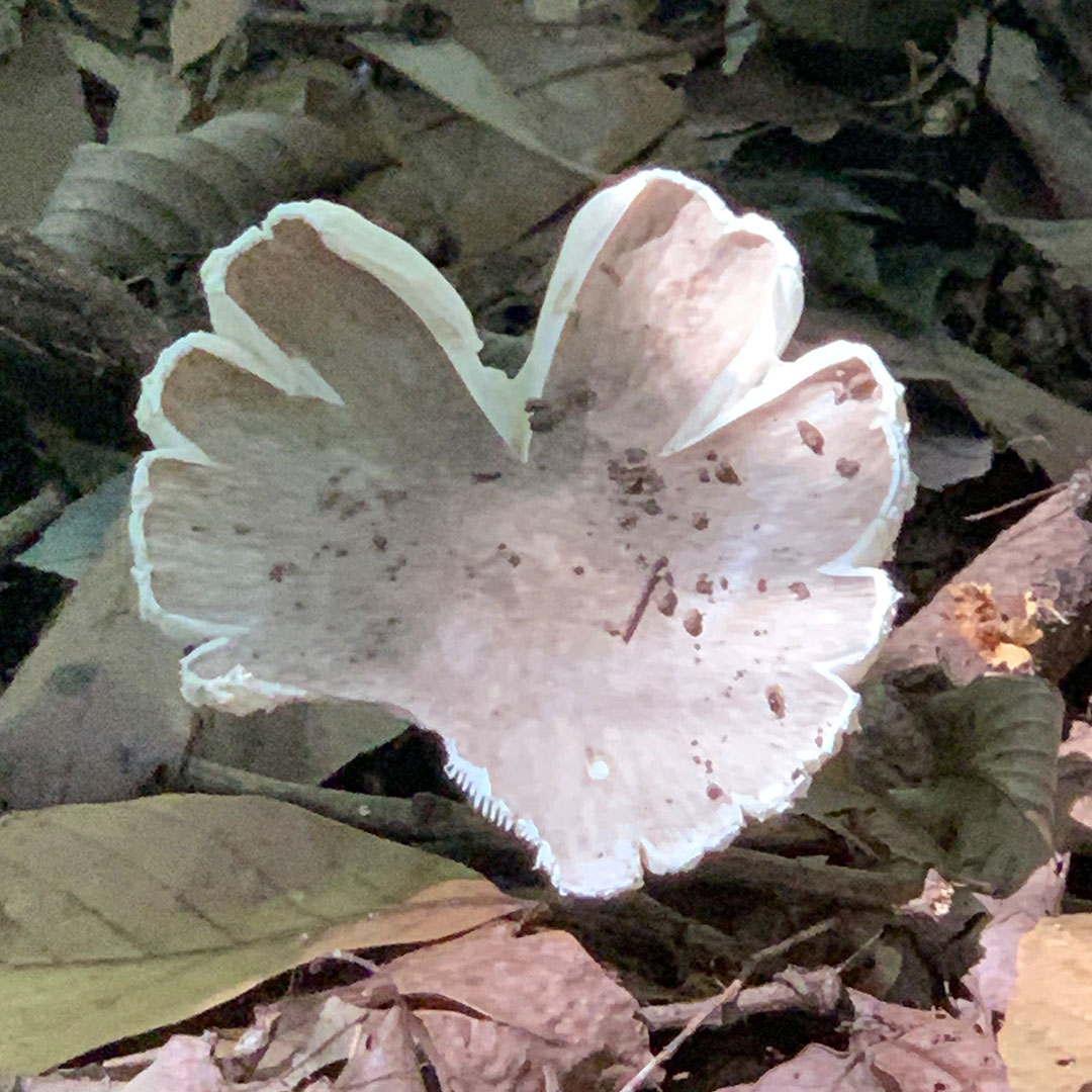 トサノクロムヨウラン（菌類）