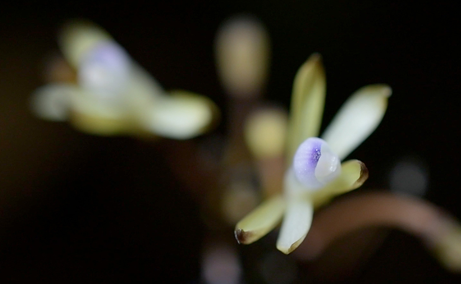 トサノクロムヨウラン（花）