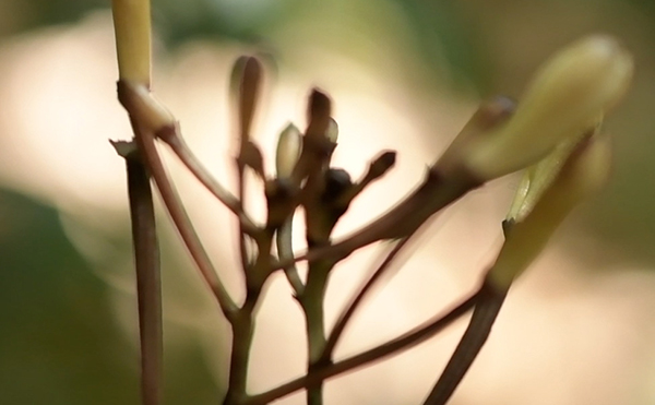 トサノクロムヨウランとクロムヨウランの違いのイメージ