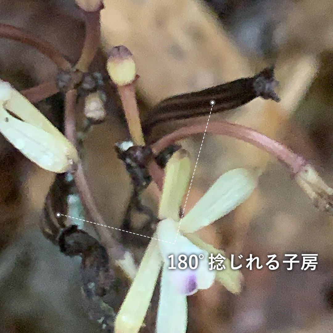 トサノクロムヨウラン（子房）