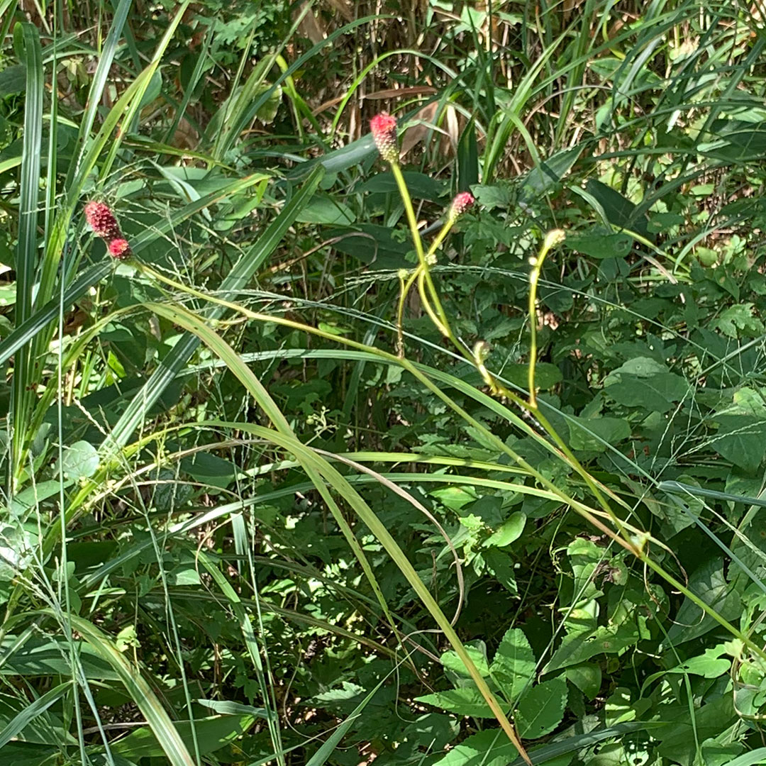 ワレモコウ（全体）