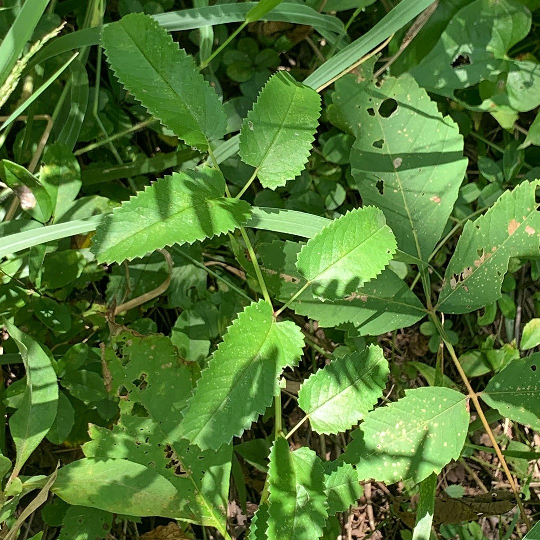 ワレモコウ（葉）