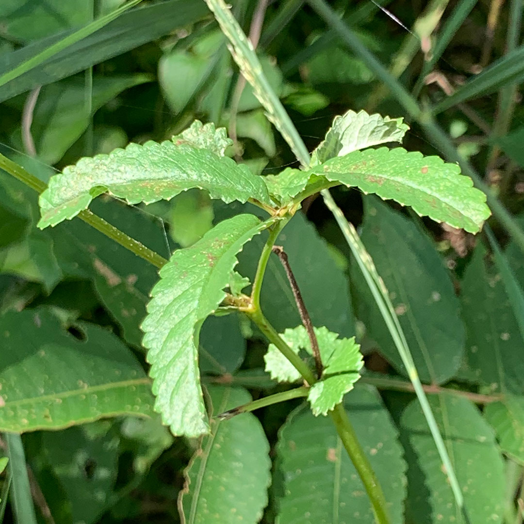 ワレモコウ（葉）