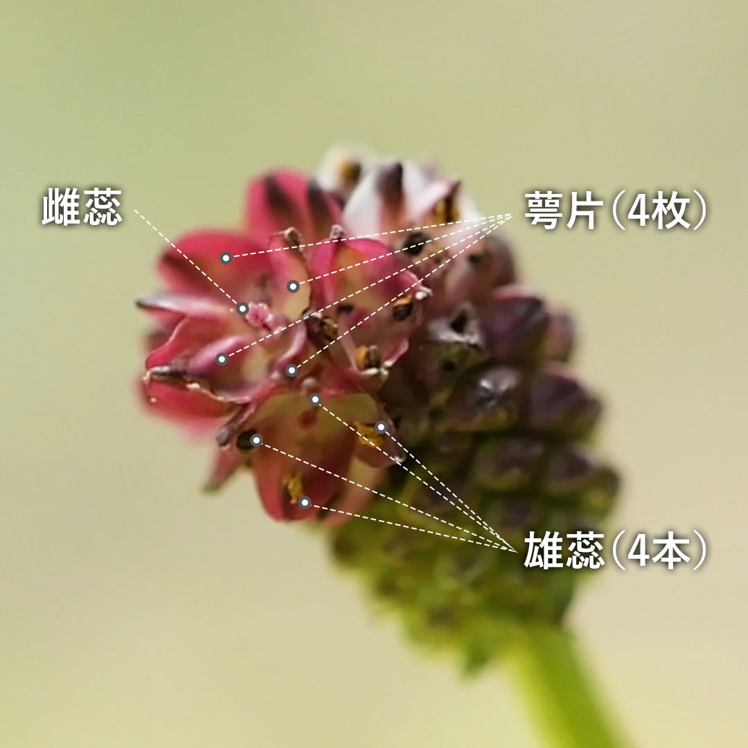 ワレモコウ（花）