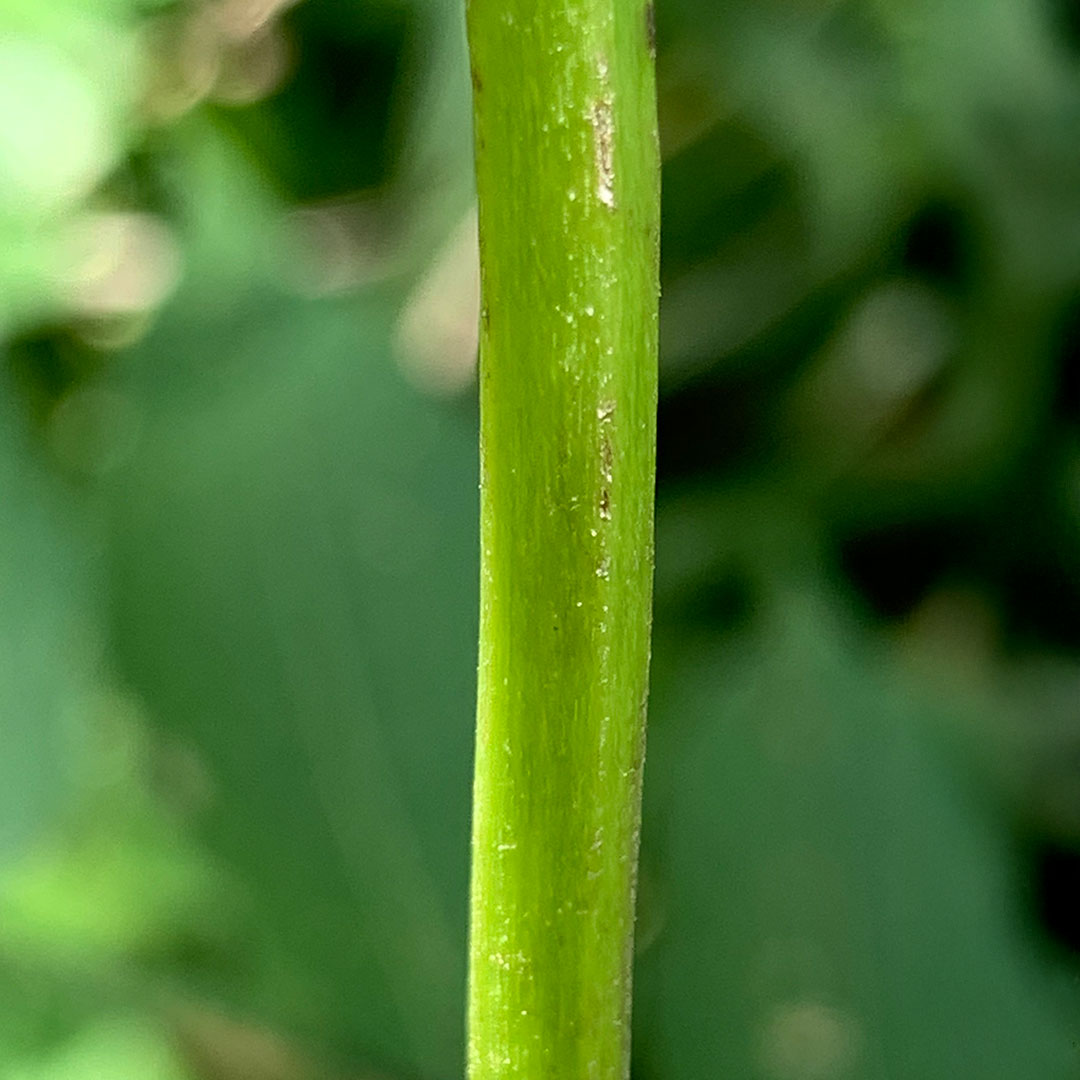 ワレモコウ（茎）