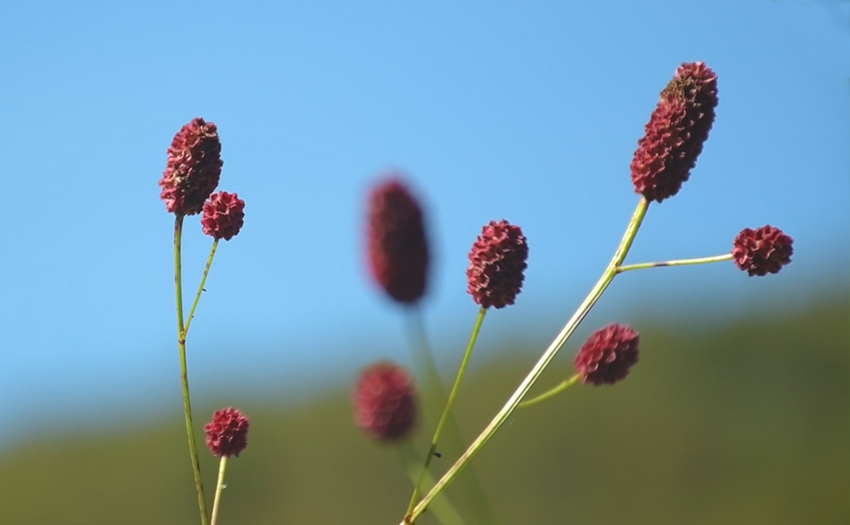 ワレモコウ（花）